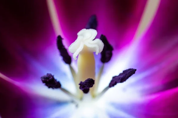 Eine Nahaufnahme Der Anther Und Des Stigmas Einer Schwarzen Tulpe — Stockfoto