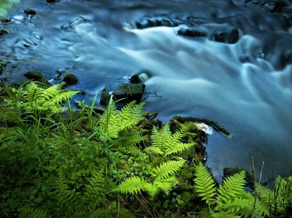 Прекрасний Знімок Річки Під Високим Кутом Оточений Зеленню Лісі — стокове фото