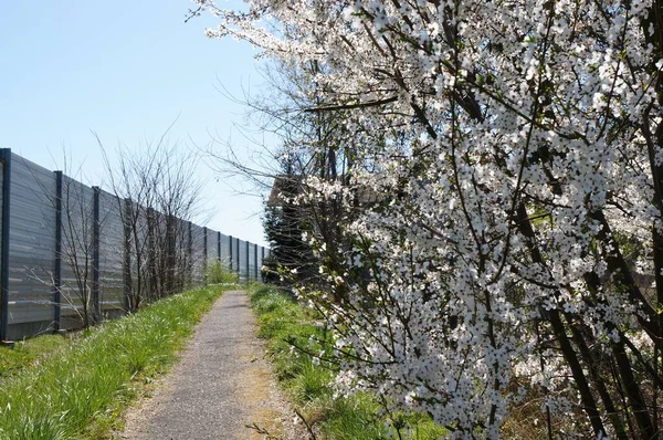 Ścieżka Wyłożona Trawami Drzewami Białymi Kwiatami — Zdjęcie stockowe