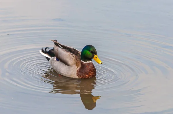 Großaufnahme Einer Stockente Die Auf Einem See Schwimmt Der Von — Stockfoto