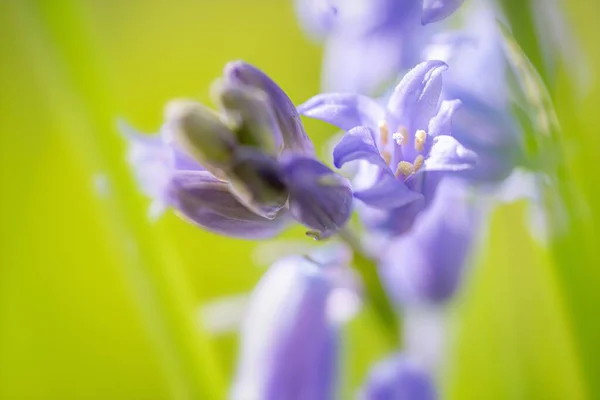 Piękny Selektywny Ostrzał Ostrości Purpurowego Kwiatu — Zdjęcie stockowe