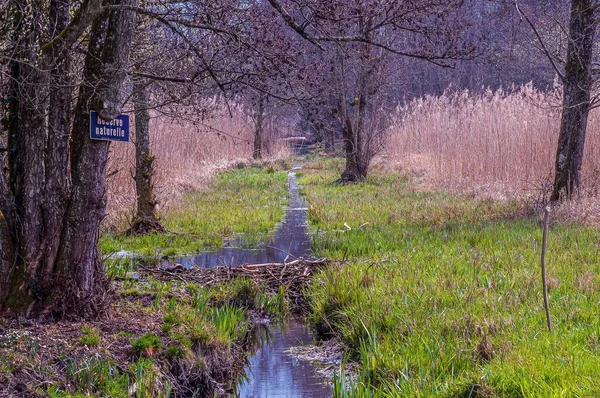 Небольшой Ручеек Воды Окружении Деревьев Природном Заповеднике Грангетт Вильнёв Швейцария — стоковое фото