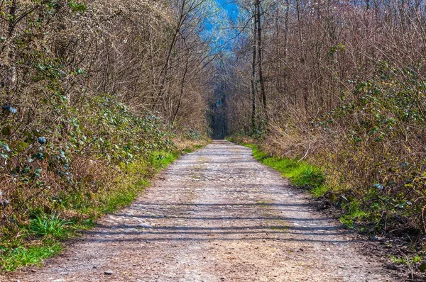 Camino Bordeado Árboles Desnudos Reserva Natural Les Grangettes Villeneuve Suiza —  Fotos de Stock