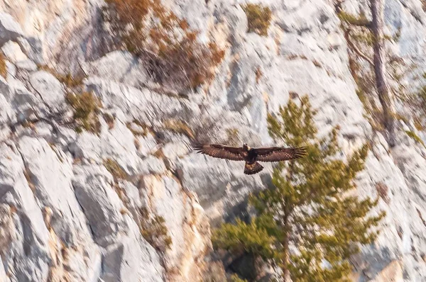 Een Roofvogel Die Zweeft Tegen Een Wazige Bergklif Zwitserse Alpen — Stockfoto