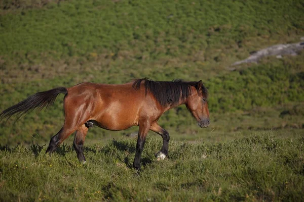 Tiro Tirar Fôlego Foco Seletivo Cavalo Marrom Selvagem Correndo Campo — Fotografia de Stock