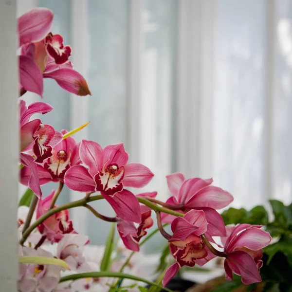 Gros Plan Des Fleurs Roses Orchidée Dans Les Jardins Biologiques — Photo