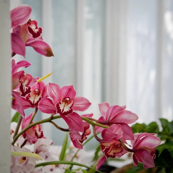 Closeup Shot Pink Orchid Flowers Biological Gardens Pittsburgh Pennsylvania — Stock Photo, Image