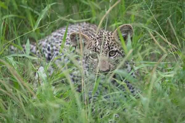 Крупный План Африканского Леопарда Сидящего Зеленой Траве — стоковое фото