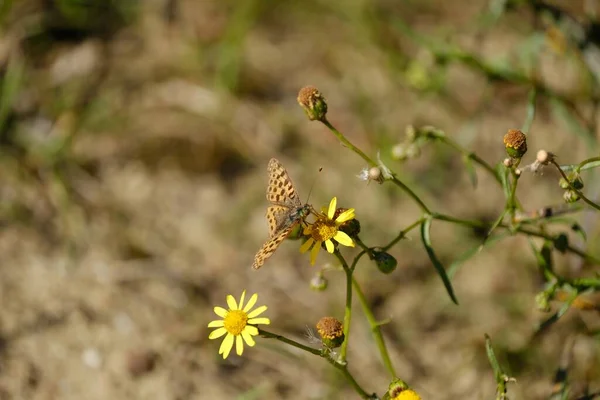 Tiro Close Uma Borboleta Marrom Sentado Uma Flor Amarela Com — Fotografia de Stock