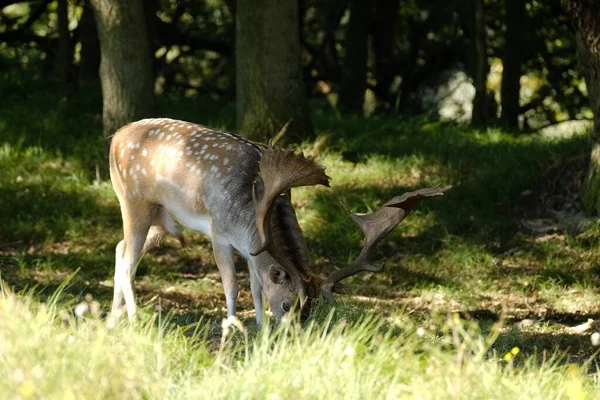 Een Prachtige Opname Van Een Witstaarthert Die Gras Eet Het — Stockfoto