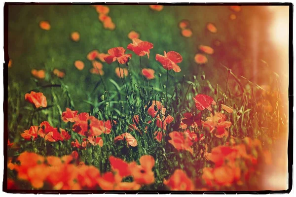 Eine Schöne Aufnahme Orangefarbener Blumen Gras Mit Viel Grün Auf — Stockfoto