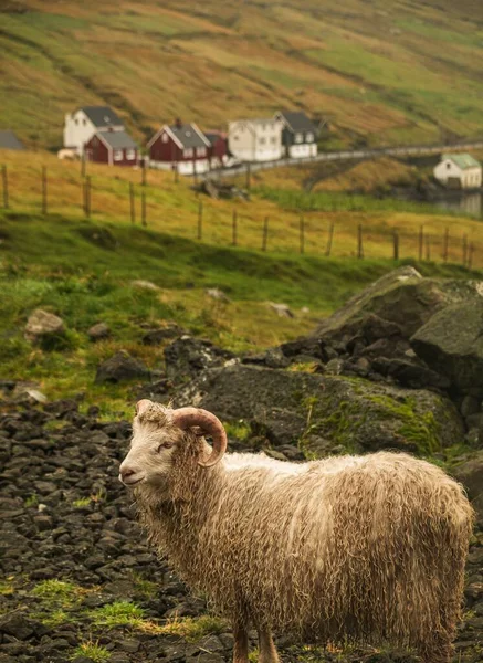昼間の牧草地での白い羊の垂直ショット — ストック写真