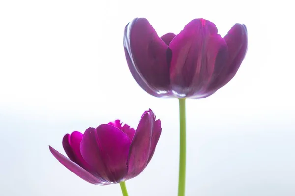 Zwei Schwarze Tulpen Nebeneinander Hinter Einer Weißen Fläche — Stockfoto