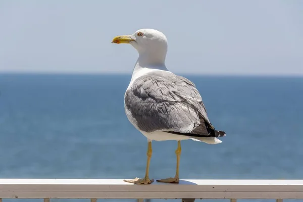 Beautiful Closeup Shot Seagull White Deck Sea Background — Stock Photo, Image