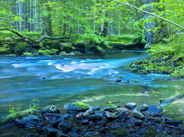 Krásný Záběr Říčního Potoka Obklopeného Vysokými Stromy Lese — Stock fotografie