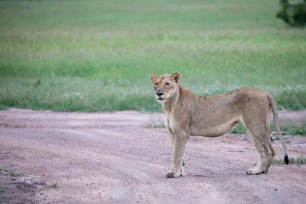 Ένα Κοντινό Πλάνο Ενός Θηλυκού Λιονταριού Που Στέκεται Στο Δρόμο — Φωτογραφία Αρχείου