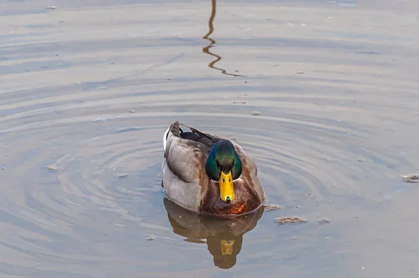 Gros Plan Colvert Nageant Sur Lac Entouré Ondulations Dans Réserve — Photo