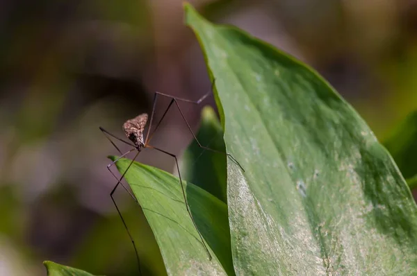 瑞士维伦纽夫Les Grangettes自然保护区 一只长腿昆虫在宽阔的树叶上行走 这是一只昆虫的极度特写镜头 — 图库照片