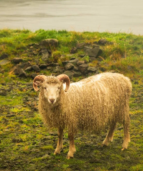 Pionowe Ujęcie Białej Owcy Pastwisku Ciągu Dnia — Zdjęcie stockowe