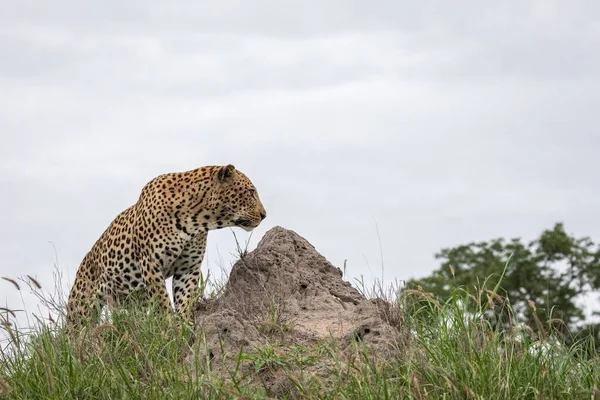 Closeup Shot African Leopard Sitting Rock Grey Sky Background — Stock Photo, Image