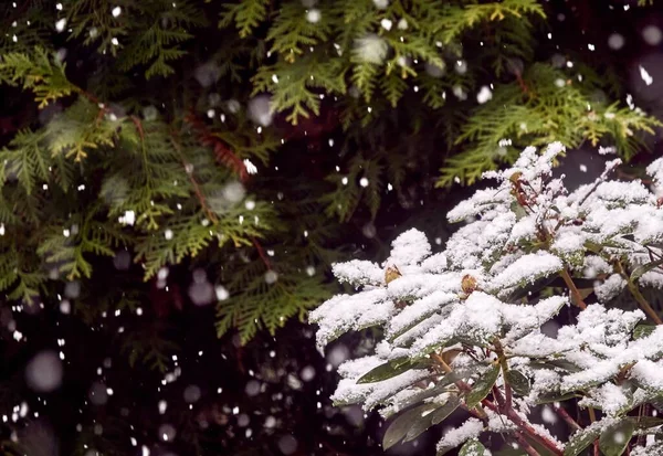 Karla Kaplı Ağaç Dallarının Yakın Çekimi — Stok fotoğraf
