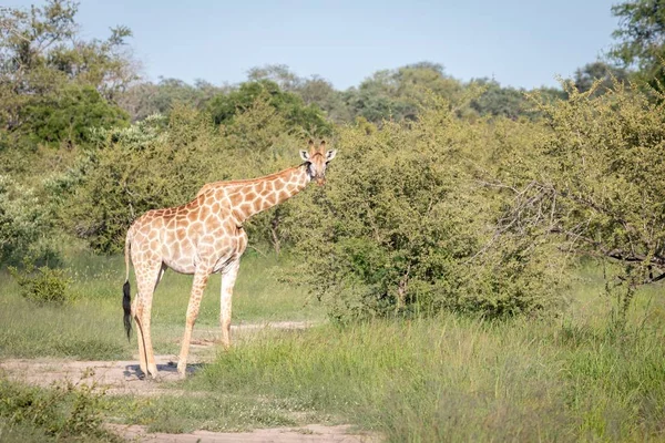 Primer Plano Una Linda Jirafa Caminando Entre Los Árboles Verdes — Foto de Stock