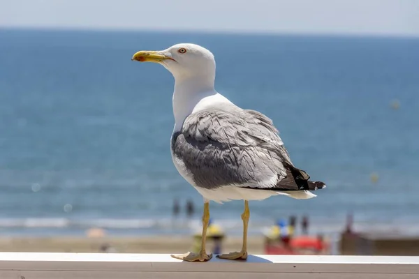 Beau Gros Plan Une Mouette Sur Pont Avec Mer Arrière — Photo