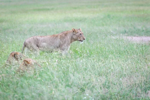 Nahaufnahme Eines Schönen Tigers Der Grünen Gras Läuft — Stockfoto