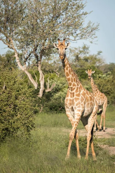 Een Verticaal Close Shot Van Schattige Giraffen Lopen Tussen Groene — Stockfoto