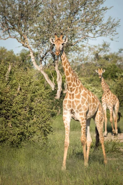 Een Verticaal Close Shot Van Schattige Giraffen Lopen Tussen Groene — Stockfoto