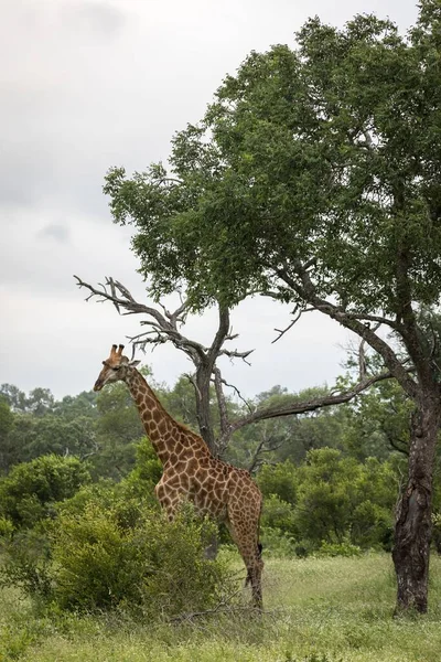 Gros Plan Vertical Une Jolie Girafe Marchant Parmi Les Arbres — Photo
