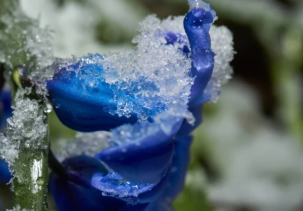 Primer Plano Una Pequeña Flor Azul Cubierta Nieve — Foto de Stock