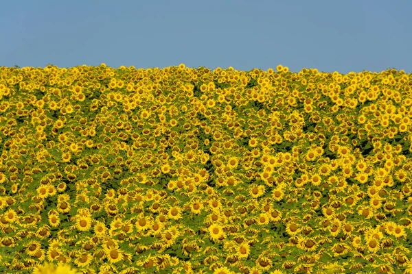 Eine Schöne Aufnahme Von Wachsenden Sonnenblumen Auf Dem Feld Unter — Stockfoto