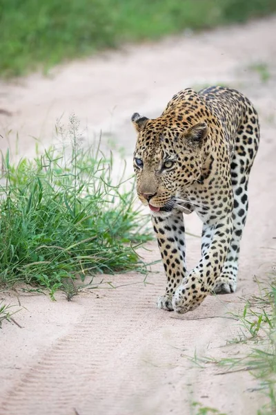 Вертикальный Крупный План Красивого Африканского Леопарда Идущего Дороге — стоковое фото