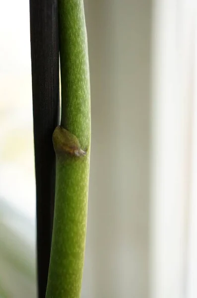 Primer Plano Phalaenopsis Rama Flor Que Muestra Brote Hoja —  Fotos de Stock