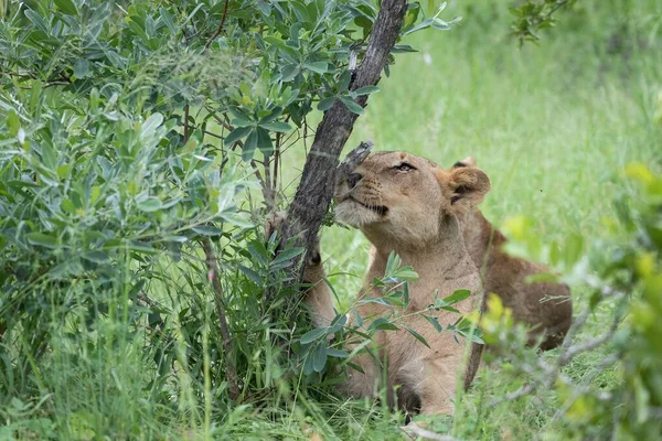 Detailní Záběr Krásného Tygra Sedícího Zelené Trávě Pod Kmenem Stromu — Stock fotografie