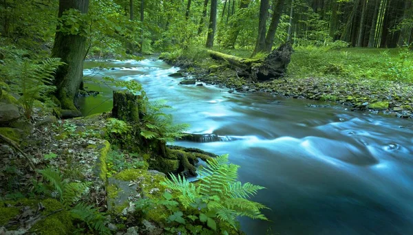 Krásný Panoramatický Záběr Řeky Obklopené Vysokými Stromy Lese — Stock fotografie