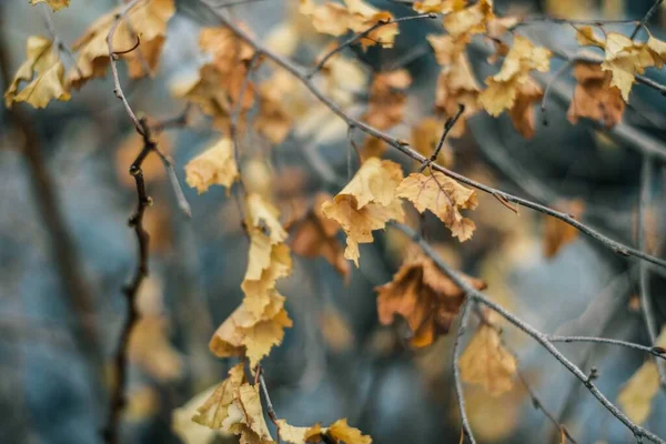 Closeup Selective Focus Shot Autumn Leaves Tree Branches — Stock Photo, Image