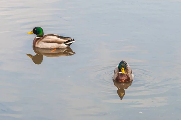 Een Close Van Wilde Eenden Zwemmen Een Meer Les Grangettes — Stockfoto