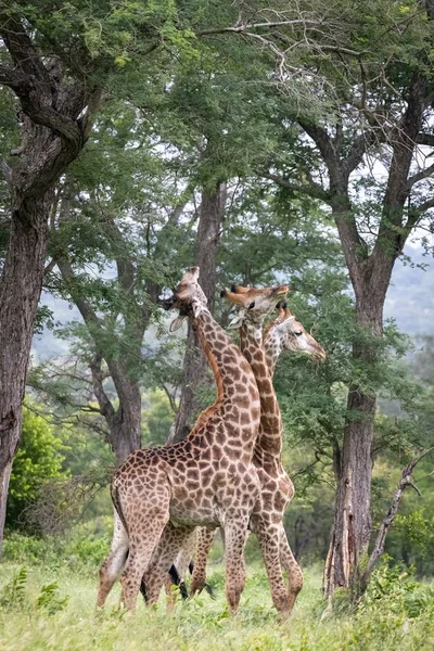 Vertical Closeup Shot Three Giraffes Walking Wilderness Eating Leaves Trees — Stock Photo, Image