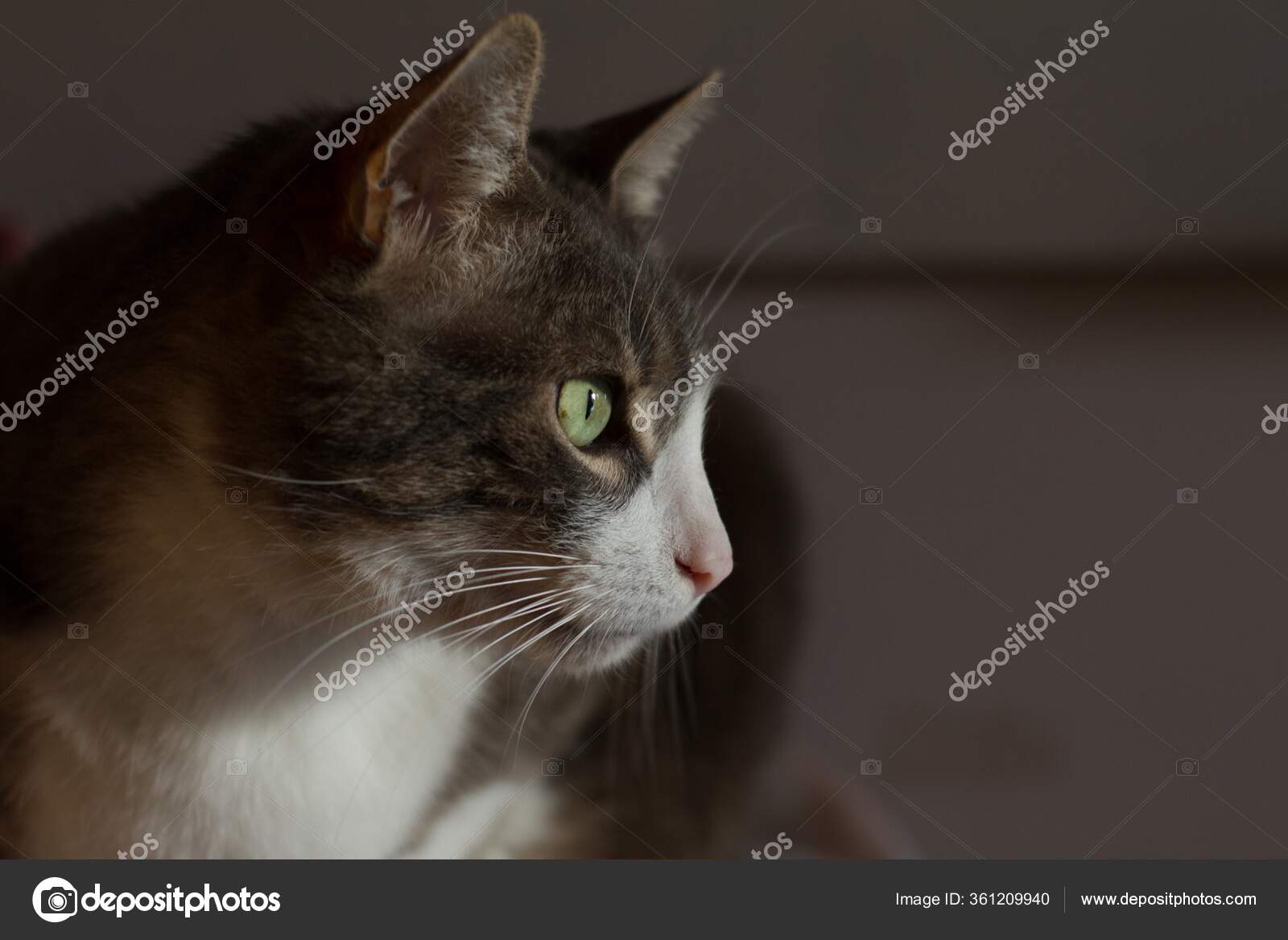 Closeup Shot Head Black White Cat Green Eyes — Stock Photo