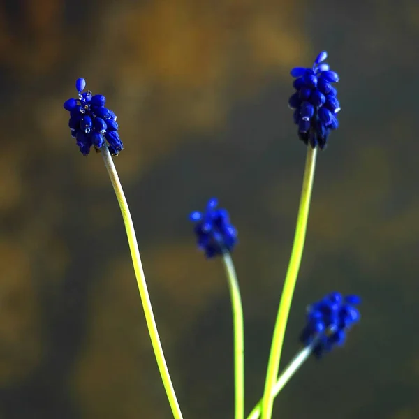 Selective Focus Shot Beautiful Grape Hyacinth Flowers Blurred Background — Stock Photo, Image