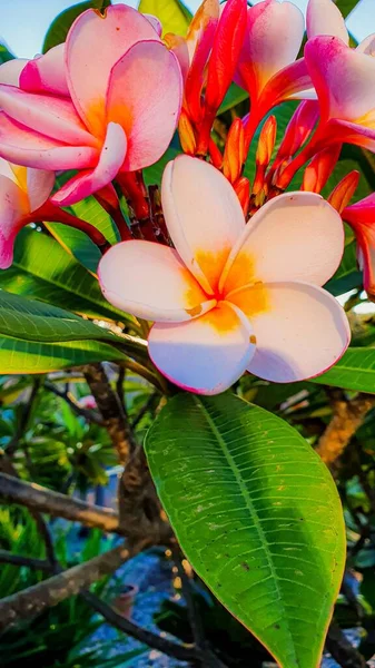 Vertical Selective Focus Shot Beautiful Frangipani Flowers — Stock Photo, Image