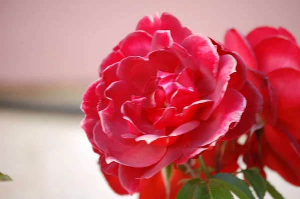 Primo Piano Bellissimo Giardino Fiorito Rosa Rossa Con Uno Sfondo — Foto Stock