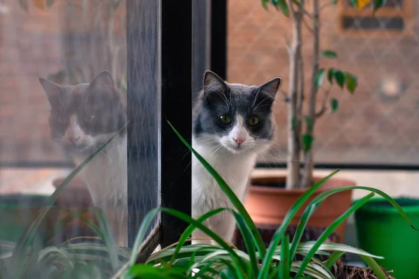 一只可爱的黑白相间的猫坐在窗边 背景模糊的特写镜头 — 图库照片