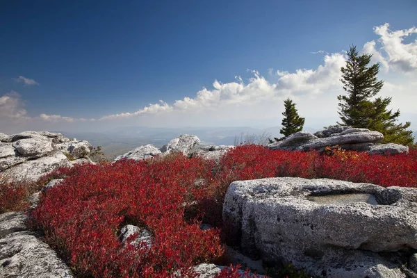 Uma Bela Foto Plantas Vermelhas Bear Rocks Dolly Sods — Fotografia de Stock