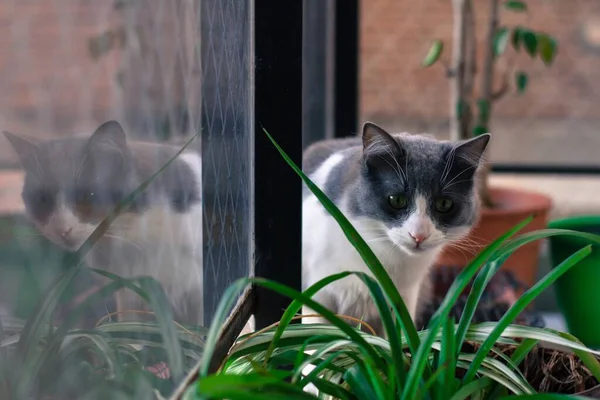 Close Gato Bonito Preto Branco Sentado Perto Janela Com Fundo — Fotografia de Stock