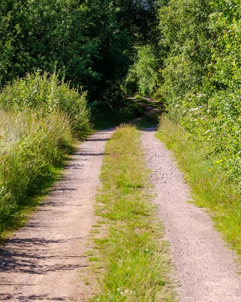 Plan Vertical Sentier Milieu Des Arbres Suède — Photo