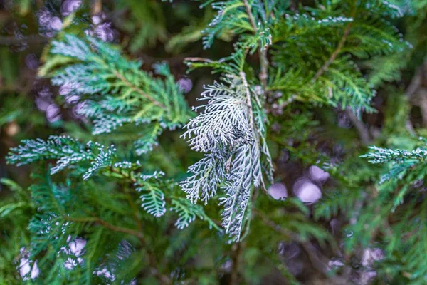 Närbild Vintergröna Blad Täckt Frost Solljuset Med Suddig Bakgrund — Stockfoto