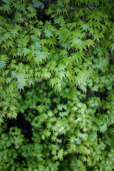 Tiro Vertical Uma Planta Verde Com Fundo Desfocado — Fotografia de Stock